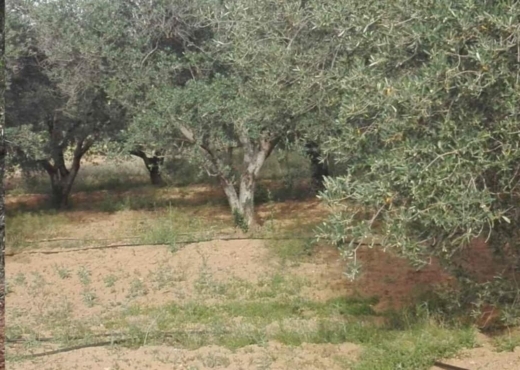 terrain agricole