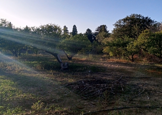 Terrain agricole de 1005 m² à Ras Jebel