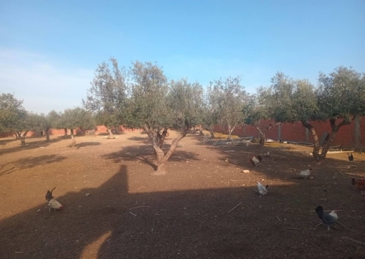 للبيع قطعة أرض في السعيدة-وادي الليل