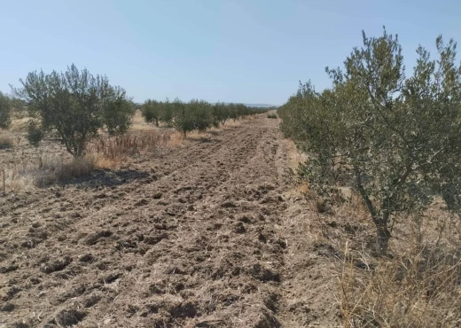 ferme À Vendre à MANOUBA - Ferme agricole agréable borj el amri - Immobiliere.tn