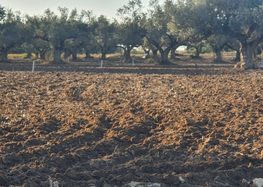 terrain a vendre à kélibia