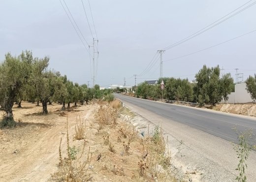 15000/للبيع: أرض صبغة صناعية/ فلاحية