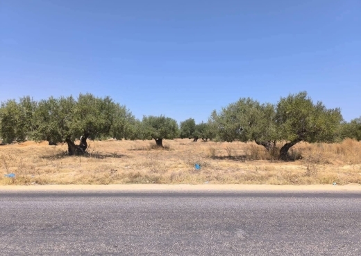 terrain À Vendre à MONASTIR - Terrain agricole a vendre à Moknine - Immobiliere.tn - Photo 4