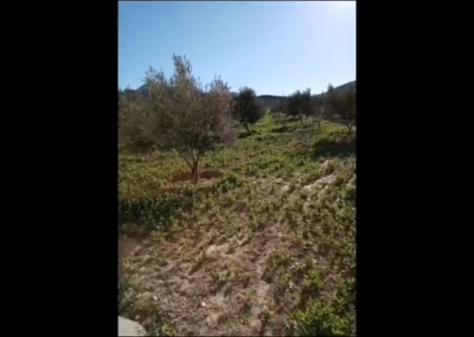 terrain