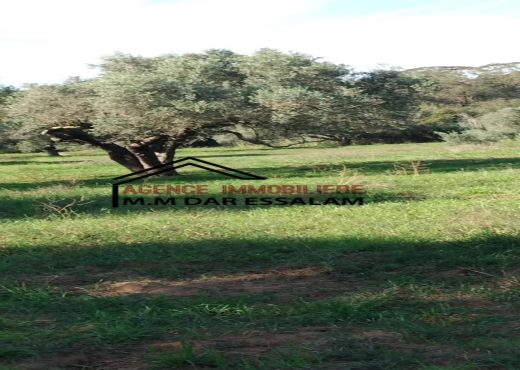 terrain agricole à kerkouane