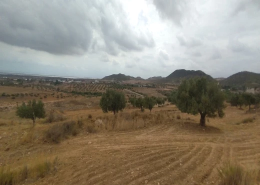 terrain À Vendre à NABEUL - Av 4 hectare a bouficha - Immobiliere.tn