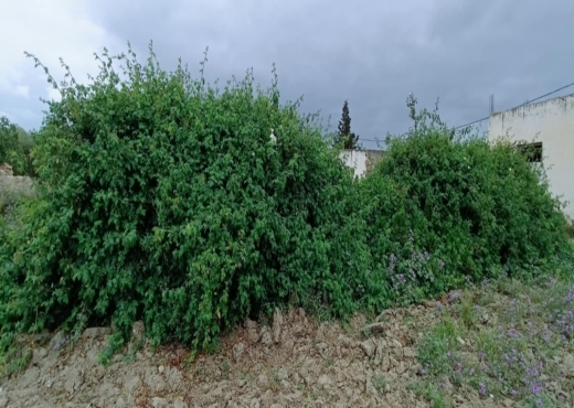 terrain agricole