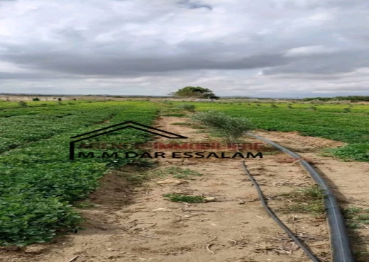 terrain contenant des arbres