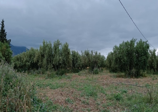 terrain agricole