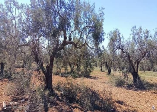terrain agricole