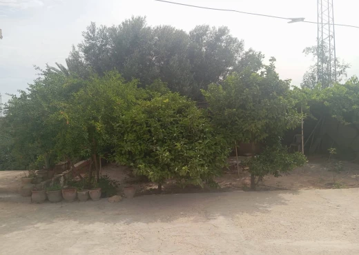 ferme À Vendre à SFAX - A Vendre ferme avec maison Sfax - Immobiliere.tn - Photo 8