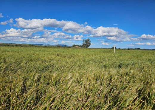terrain agricole