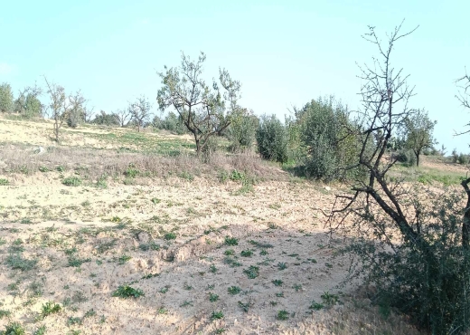 terrain agricole