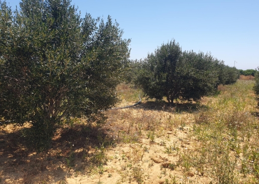 terrain a vendre