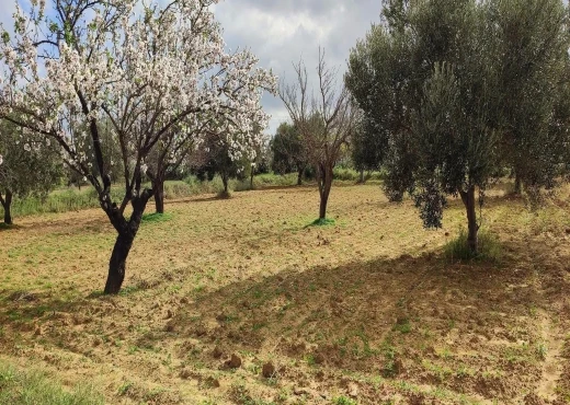 terrain À Vendre à MONASTIR - Terrain agricole à Moknine - Immobiliere.tn - Photo 9