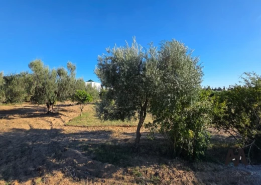 terrain À Vendre à NABEUL - Terrain Agricole 4 002 m²– Nabeul - Immobiliere.tn - Photo 7