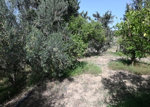 A vendre une ferme à Nabeul