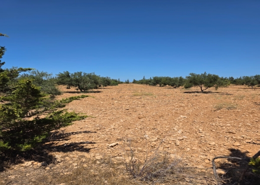 🌳Terrain Agricole à Sidi Bou Ali