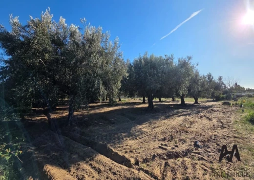 terrain À Vendre à NABEUL - Terrain Agricole 4 002 m²– Nabeul - Immobiliere.tn