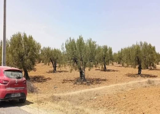 للبيع: 54زيتونة حجم كبير في الشواشين